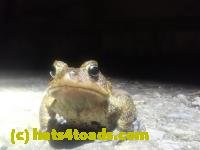 /home//u458753944/public_html/sourcegallery//////////////////Roxborough Toad Detour/2026/2026-04-01/P4011607.JPG
